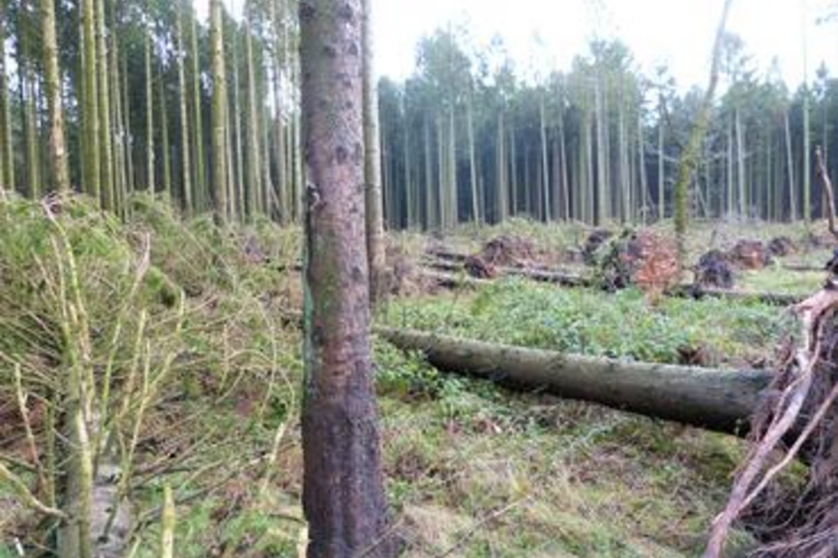 umgestürzte Bäume im Wald
