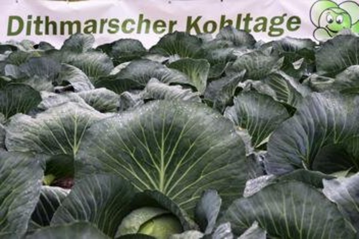grüne Kohlköpfe vor dem grünen Schriftzug: Dithmarscher Kohltage