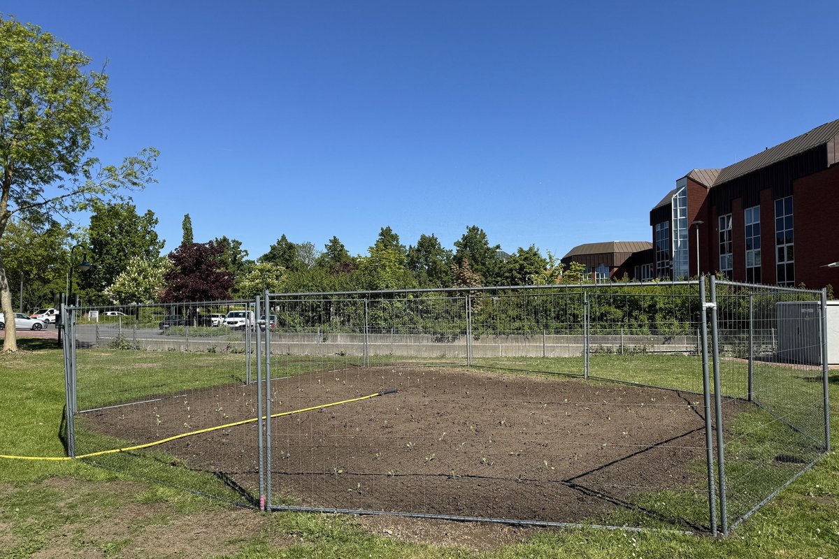 Das Stadtbeet wird zum Kohlbeet für das Anschnittsfest: Auf der ca. 80 Quadratmeter großen Fläche zwischen Elbeforum und Verwaltungsgebäude wurde im Mai der Kohl gepflanzt. Foto: Julia Jürgensen